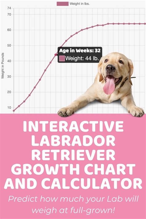 Interactive Labrador Retriever Growth Chart and Calculator - Puppy ...