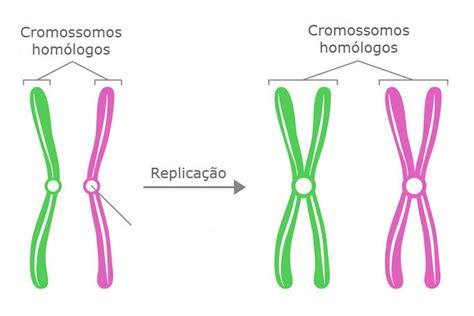 Cromossomos Hom Logos Gen Tica Toda Mat Ria