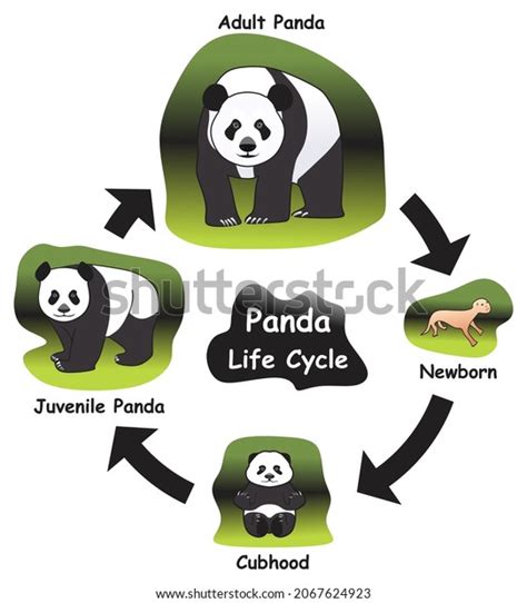 36 Panda Evolution Images, Stock Photos, 3D objects, & Vectors | Shutterstock