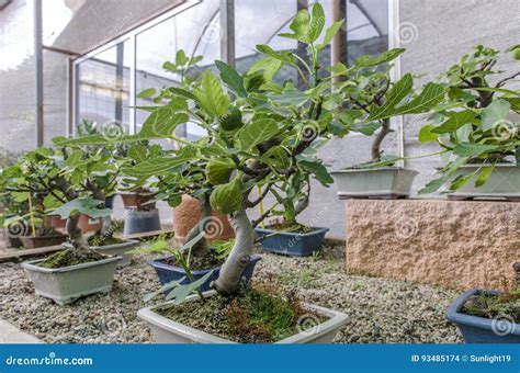 Ficus Carica Bonsai, Fig Tree Bonsai With Figs Stock Photography ...