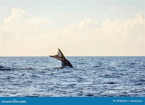 Blue whale tail stock image. Image of summer, life, jump - 107882631