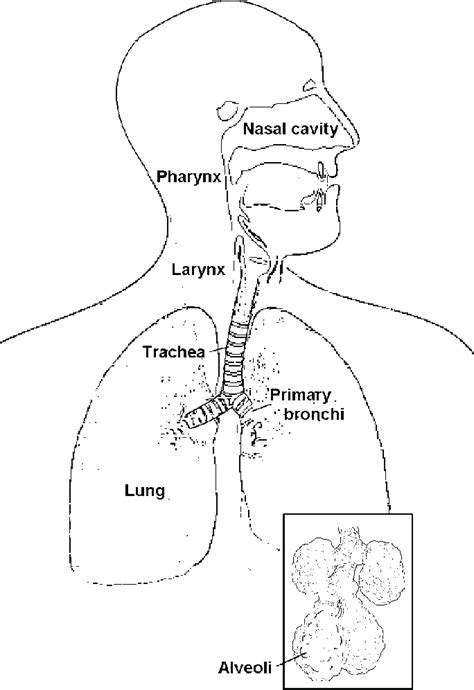 A Diagram Of The Lung Showing The Upper Respiratory Tract That Leads