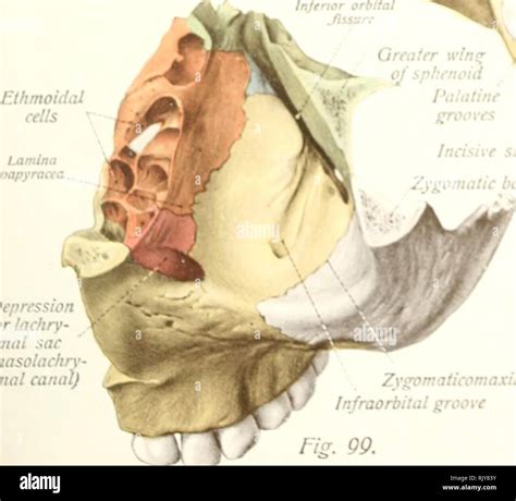 Alveolar Process