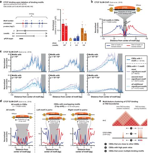 Multiple Binding Motifs Within Ctcf Binding Sites Contribute To Ctcf