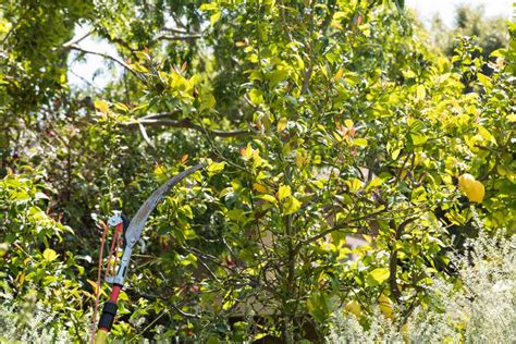 How And When To Properly Prune A Lemon Tree