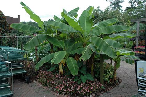 Japanese Banana (Musa basjoo) in Davidsonville, Maryland (MD) at ...