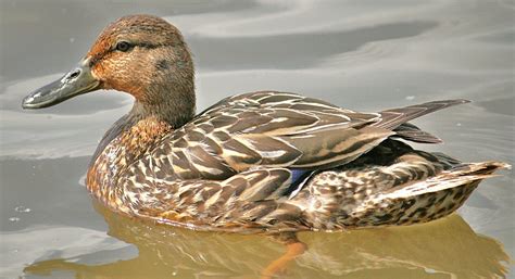 Hybrid Mallard Img Bonnie Shulman Flickr