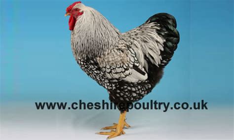 Cheshire Poultry Chickens Hatching Eggs And Chickens For Sale