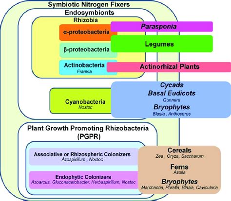 Représentation Des Associations Symbiotiques Possibles Entre Bactéries