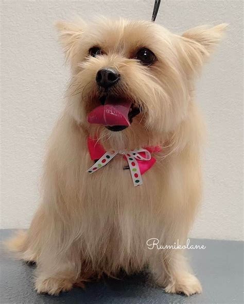 10 Best Morkie Haircuts With Pictures! (2024 Updated)