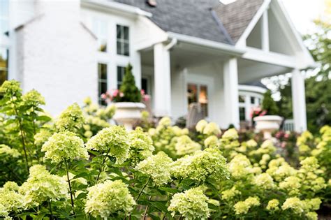 Scentimental Gardens | Hydrangea Garden