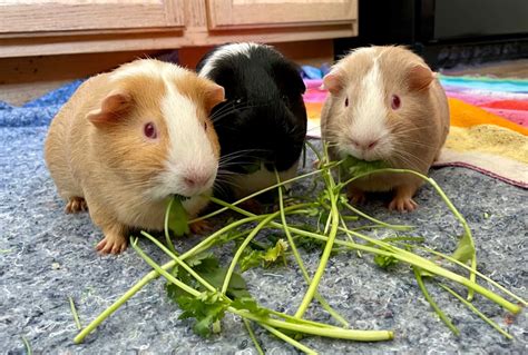 Adoptable Guinea Pigs | Southern California Guinea Pig Rescue