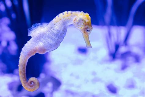 Do you know these surprising facts about sea creatures?