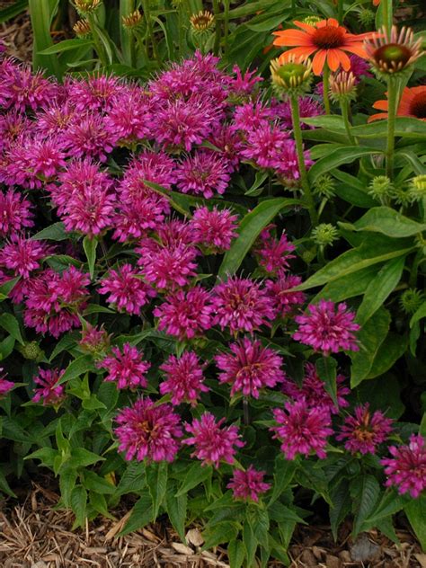 Fragrant Bee Balm - A Delight for Pollinators
