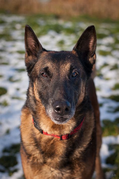 APAGI Voyou CHIEN Berger Belge Malinois à la robe Fauve Charbonné