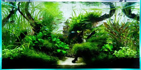 Aquarium Design Group 90cm ADA Aquascape Aquarium Pinterest Aquariums ...