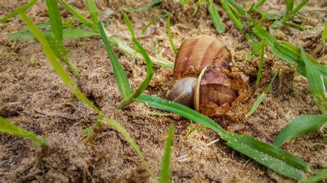 Dead brown snail with a broken shell land in the grass 3069474 Stock ...