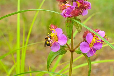 Bee Flowers Pollination Pink - Free photo on Pixabay - Pixabay