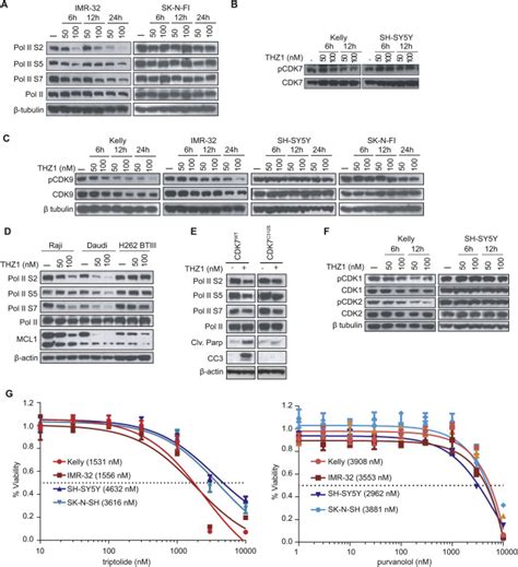 Cdk7 Inhibition Suppresses Super Enhancer Linked Oncogenic