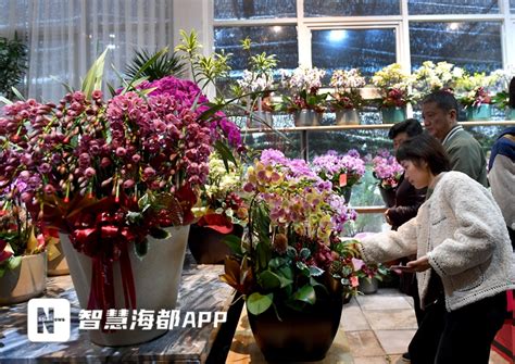 福州花卉市场年味浓，今年最受欢迎的“花魁”是它！要闻快讯新闻频道福州新闻网