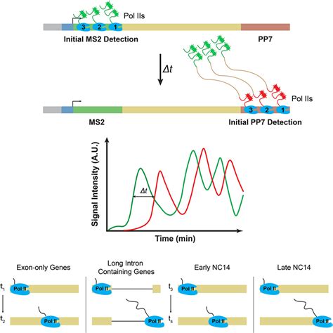 Regulation Of The Dynamic Rna Pol Ii Elongation Rate In Drosophila Embryos Cell Reports