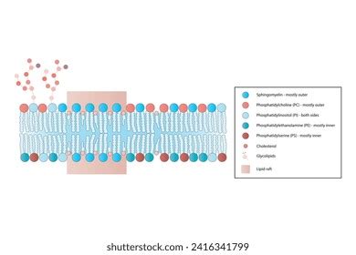 Membrane Lipid Rafts Images Stock Photos D Objects Vectors