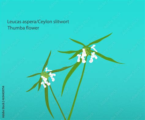 Vector illustration, Leucas aspera/Ceylon slitwort, also called Thumba ...