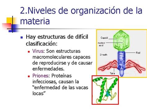 NIVELES DE ORGANIZACCIN DE LA MATERIA BIOELEMENTOS Y