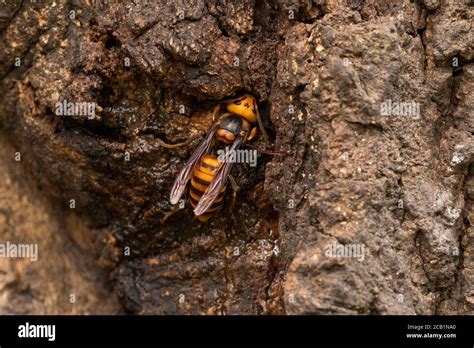 Asian Giant Hornet Vespa Mandarinia Gathering Sap Of Kunugi Sawtooth