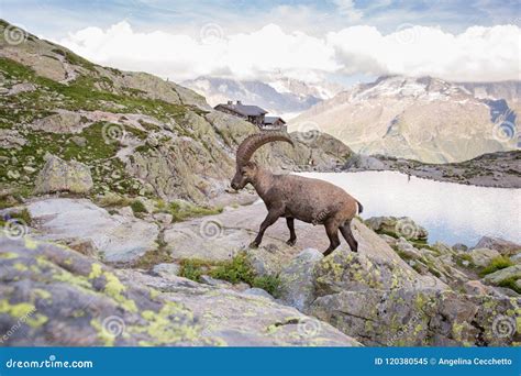 Wild Ibex Rock Climbing in Front of Iconic Mont-Blanc Mountain on a ...