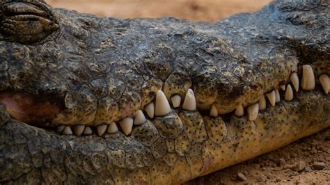 Premium Photo | Detail shot of a crocodile's teeth