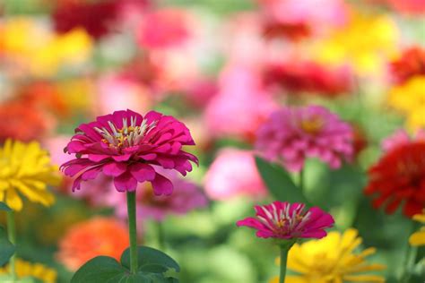 Quelle Est La Saison Des Fleurs Zinnia