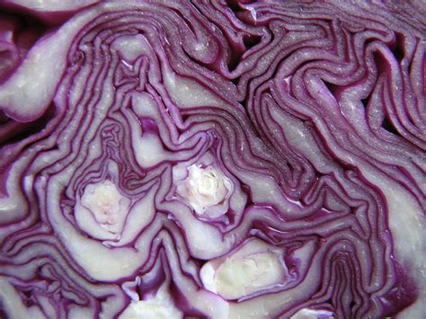 cabbage   photo  freeimages