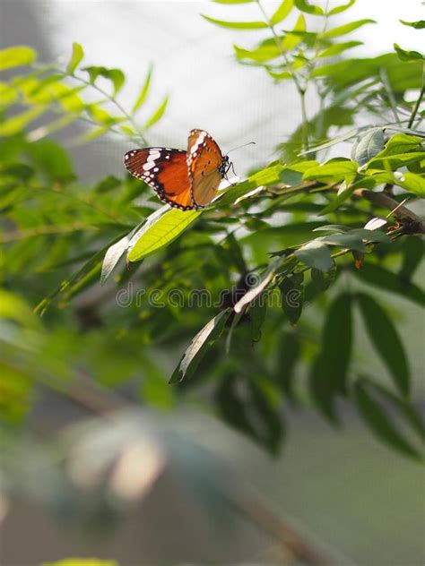 Butterfly On The Green Leaves Blur Nature Background Environment Garden