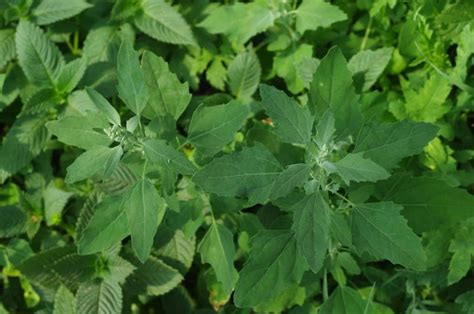 Lambsquarters Identification: How to Forage this Edible Wild Plant » RusticWise