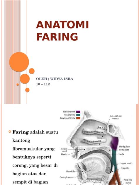 Anatomi Faring Pdf