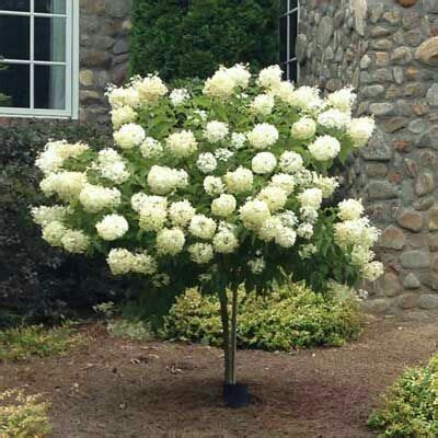 42 best Small Zone 7 Trees images on Pinterest | Shrubs, Zone 7 and Shrub