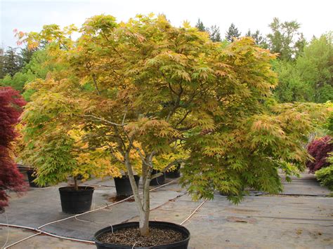 Buy Acer Palmatum Will S Devine Specimen 1212 Conifer Kingdom