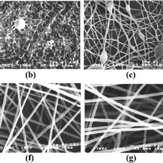 Sem Images Magnification Scale Bar Mm Of Asspun