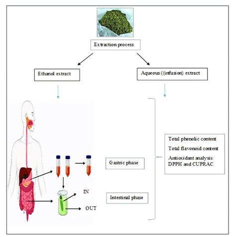 Flow Chart Outlining The Steps Involved In The In Vitro Download