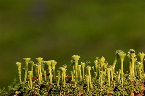 Featured Creature: Lichen - Biodiversity for a Livable Climate