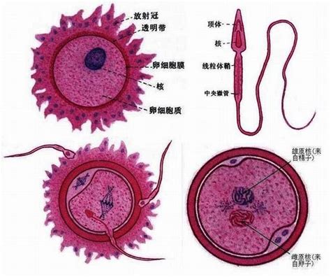 精子和卵子是怎樣結合的？解密精卵結合的秘密！ 每日頭條