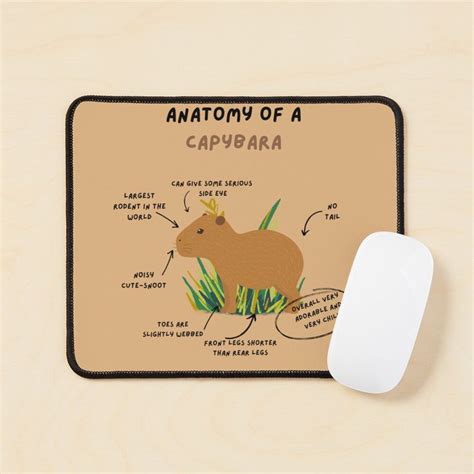 Anatomy Of A Capybara Mouse Pad by HAPPINESS ⭐⭐⭐⭐⭐ | Capybara, Large rodents, Anatomy