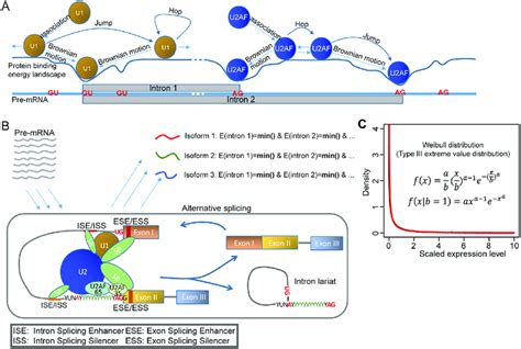 A Model Of Alternative Splicing A Splicing Factor U And U Af Search