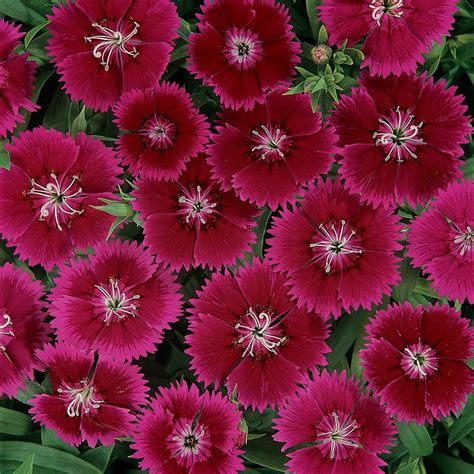 Разновидности гвоздики многолетней фото и названия (Много фото ...