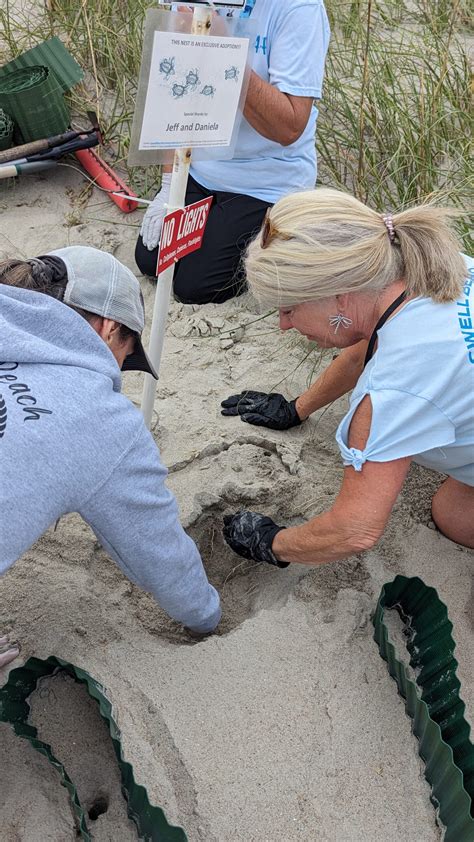 Season Updates Archives Caswell Beach Turtle Watch