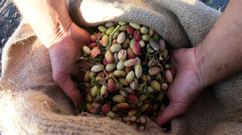 Il Pistacchio Don Tanu Pistacchio Sgusciato Di Bronte Dop