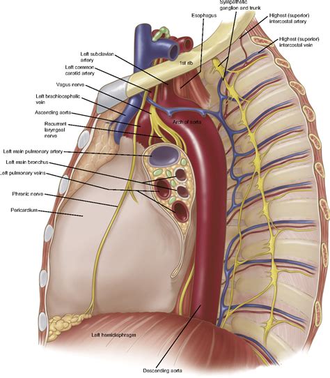 Figure 4 from Anatomy of the thoracic aorta and of its branches ...