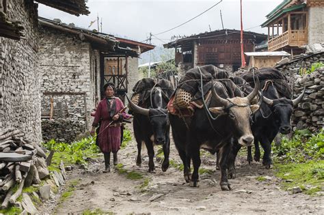 The Story Of Bhutans Yak Herders Brahmaputra News