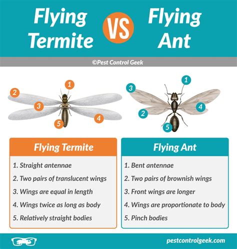 Carpenter Ants vs Termites - Pest Control Gurus